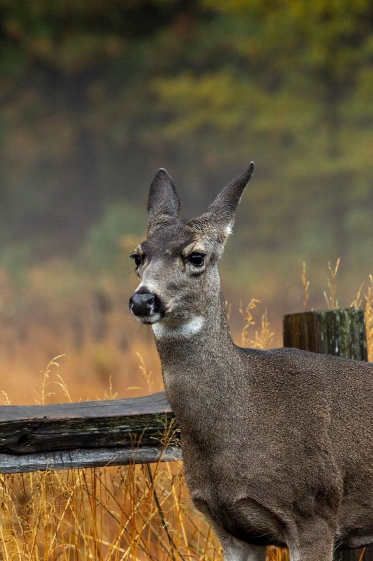 Mule deer framed by autumn woodland vegetation.