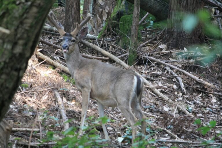 Mature mule deer buck standing in woodland cover.