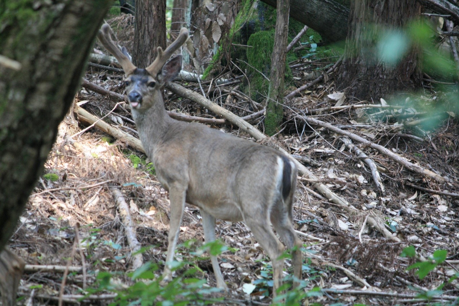 Mature mule deer buck standing in woodland cover.
