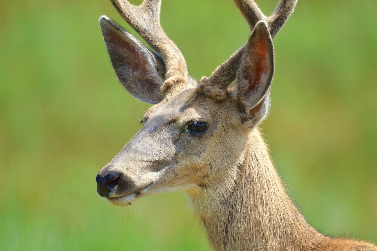 Close view of a mule deer buck with velvet-covered antlers and large ears against green vegetation.