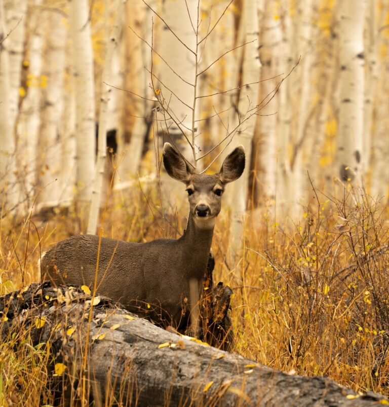Young mule deer standing among autumn foliage in Utah.