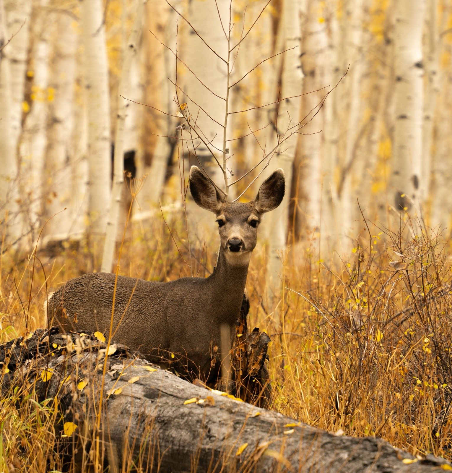 Young mule deer standing among autumn foliage in Utah.