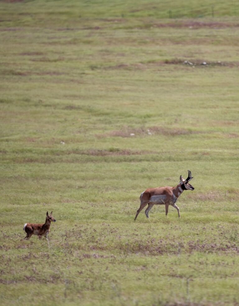 An adult pronghorn and fawn walking through open green grassland
