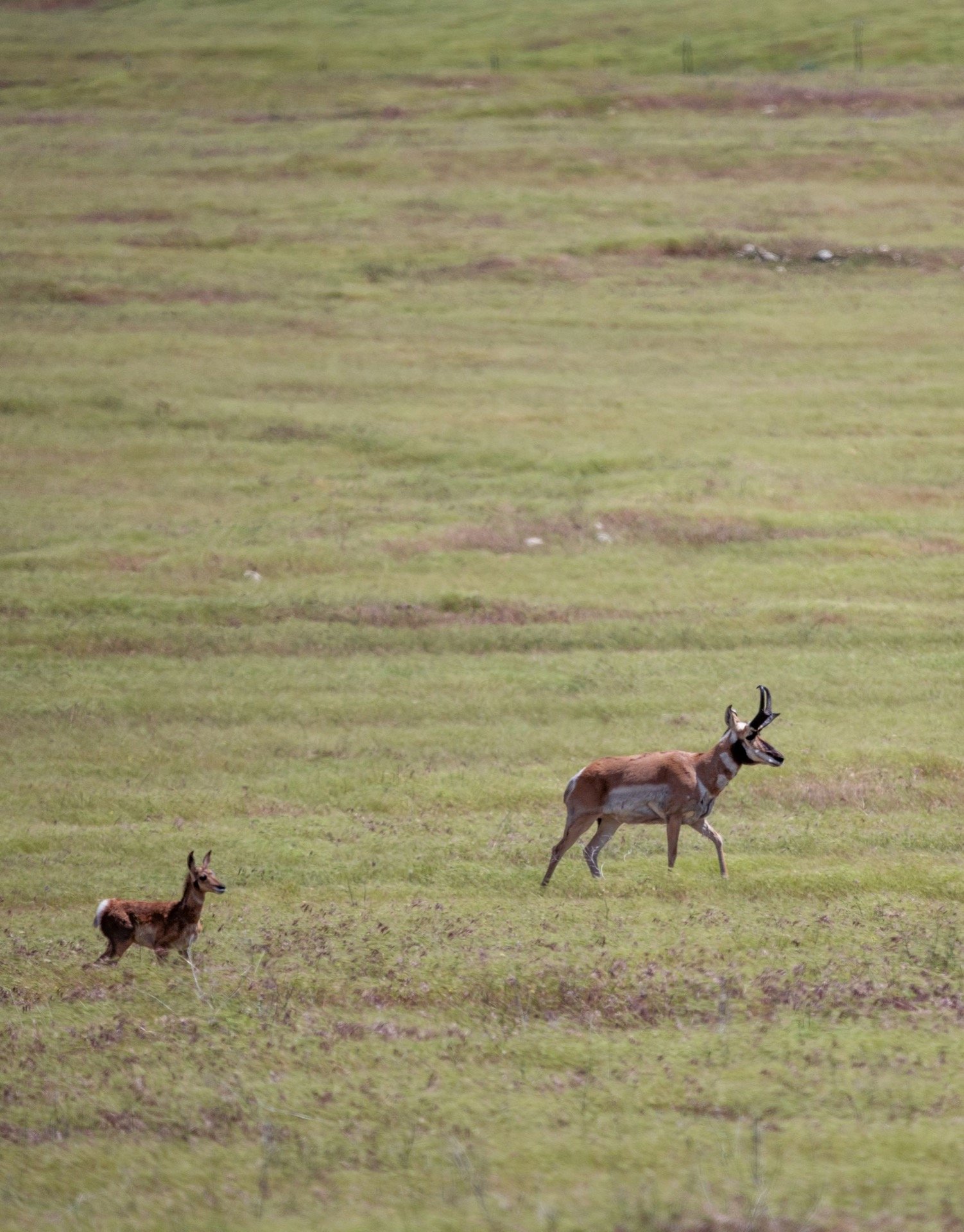 An adult pronghorn and fawn walking through open green grassland