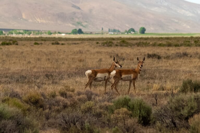 Two pronghorn standing in open Nevada basin country with mountains behind them