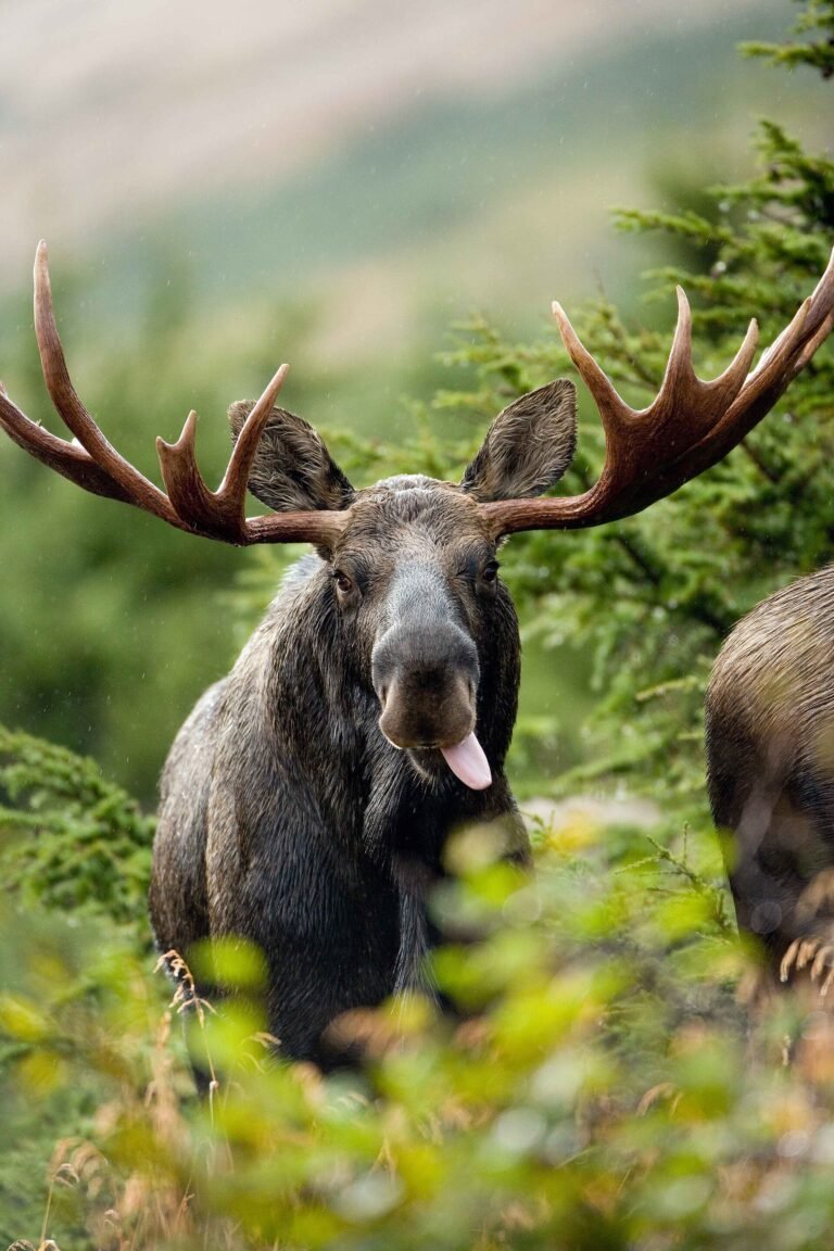 Bull moose standing in a forest clearing in New Hampshire.