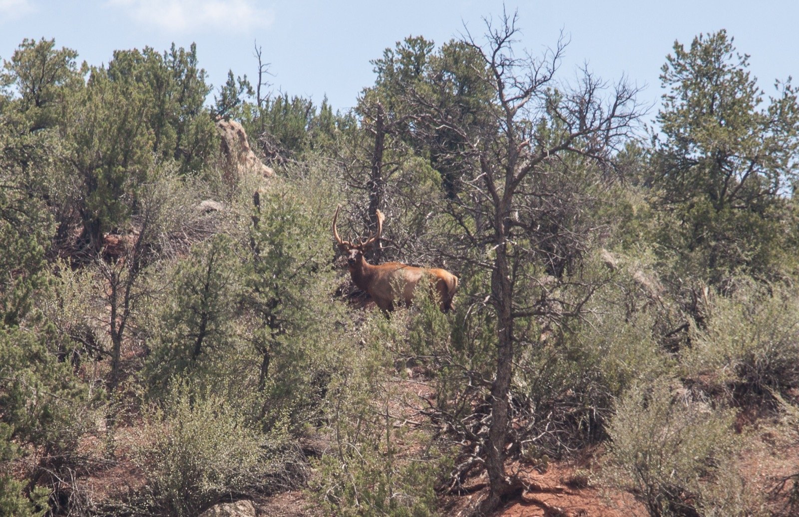 Bull elk standing in the Jemez Mountains of New Mexico.