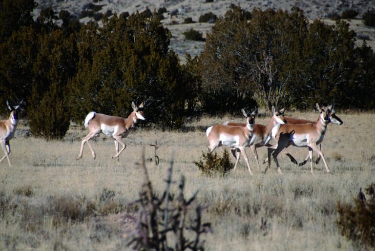 A herd of pronghorn moving through grass and juniper at Sevilleta National Wildlife Refuge in New Mexico