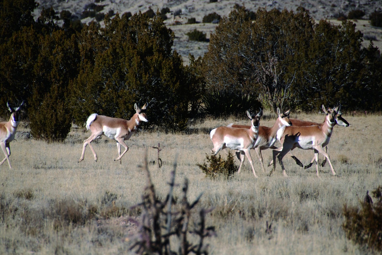 A herd of pronghorn moving through grass and juniper at Sevilleta National Wildlife Refuge in New Mexico