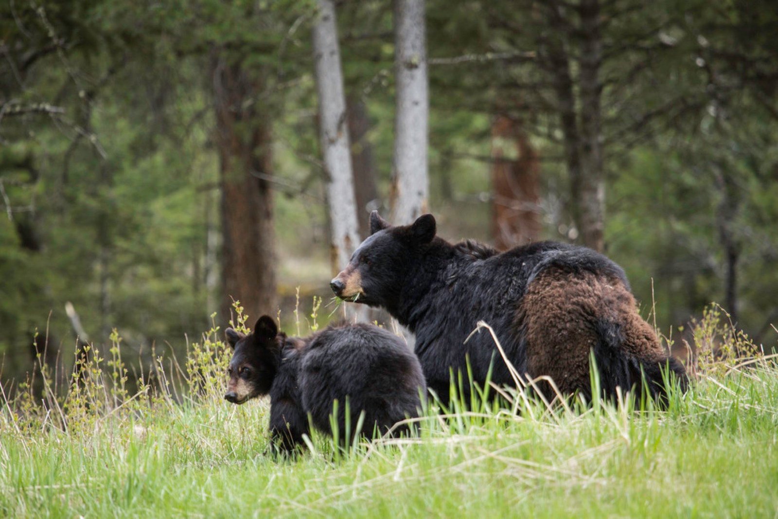Black bear sow and cub standing together in green grass beside forest
