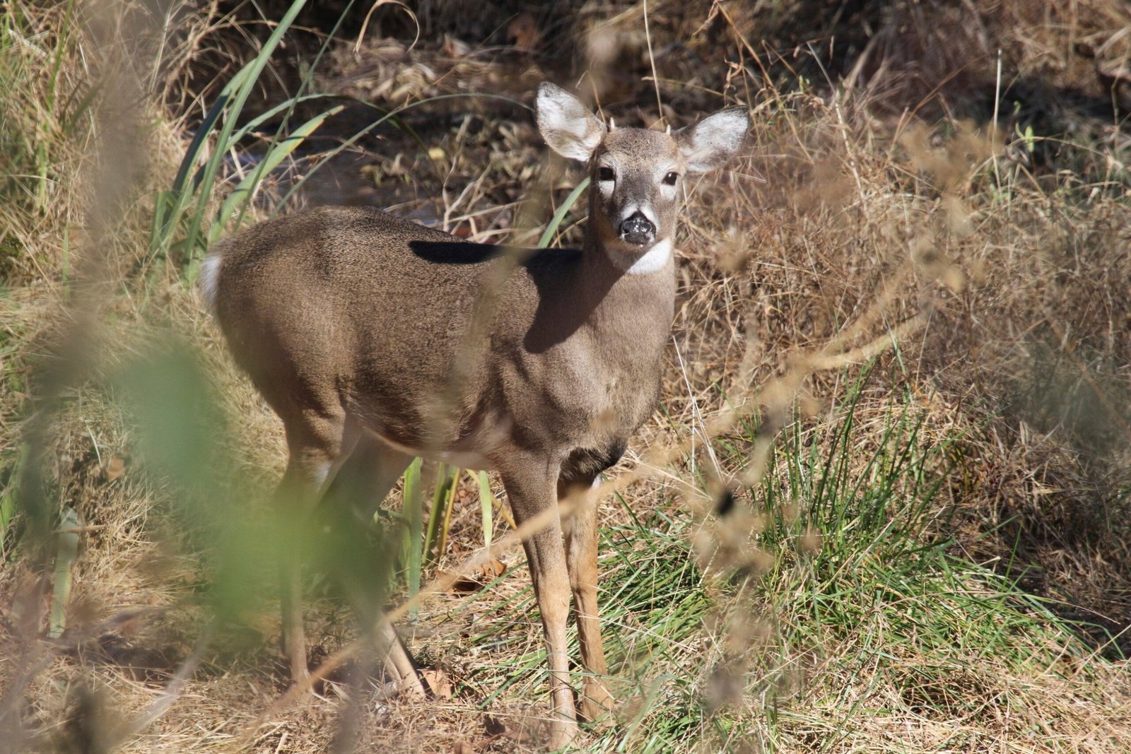 Young white-tailed deer standing in brush and tall grass