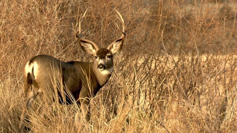 Mature mule deer buck standing in winter cover at Malheur National Wildlife Refuge, Oregon.