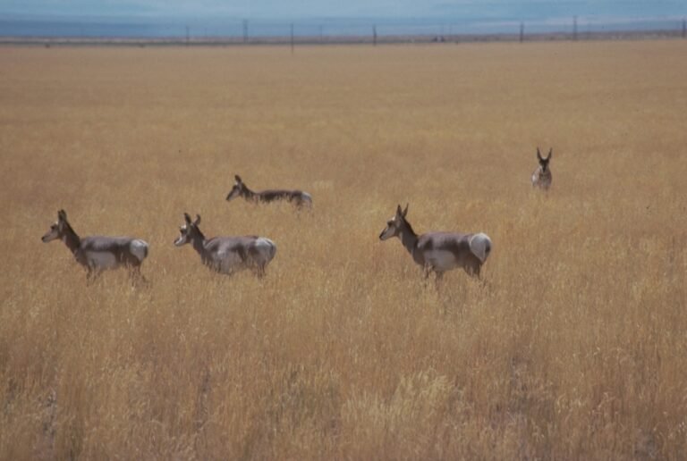 A herd of pronghorn standing in golden grassland in Catlow Valley, Oregon