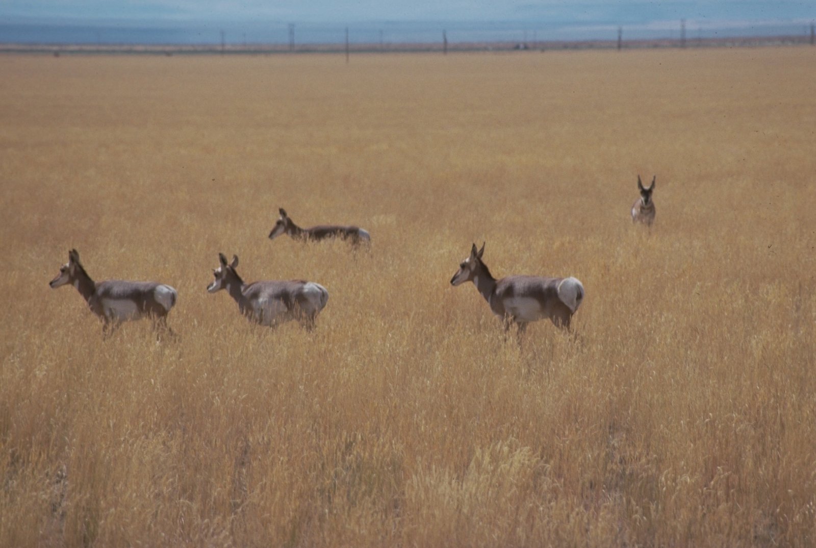 A herd of pronghorn standing in golden grassland in Catlow Valley, Oregon