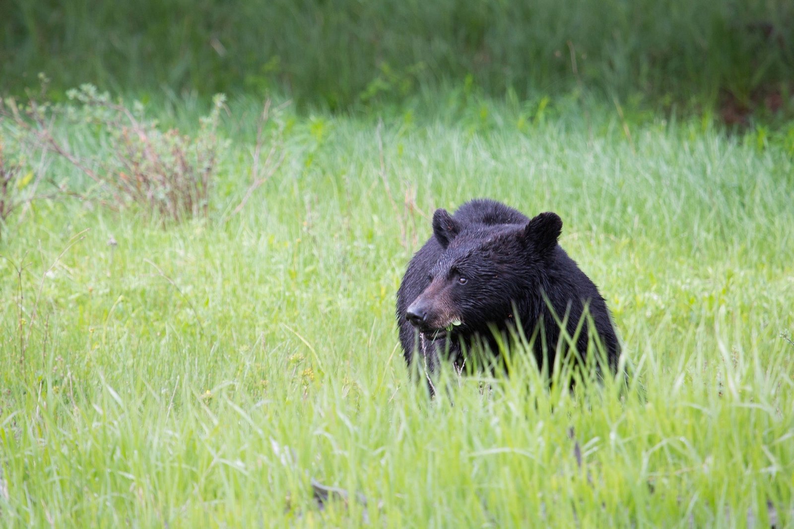 Black bear standing in tall green grass with a blade of grass in its mouth