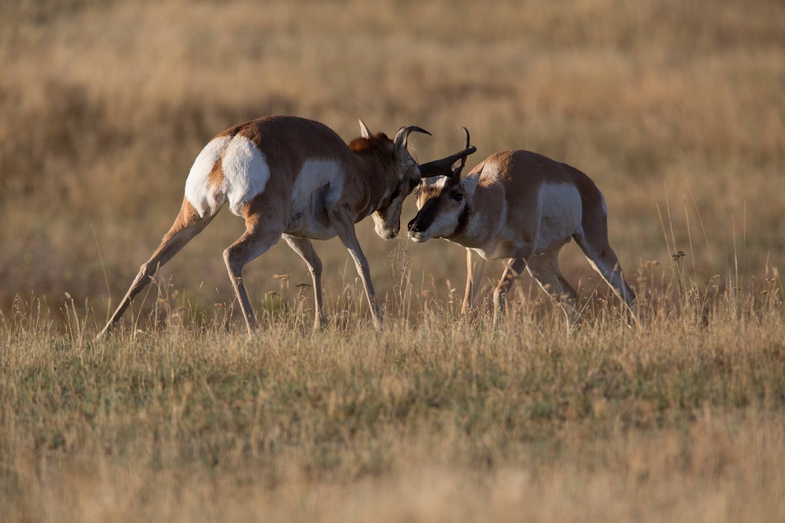 Two American pronghorn bucks sparring in open western grassland