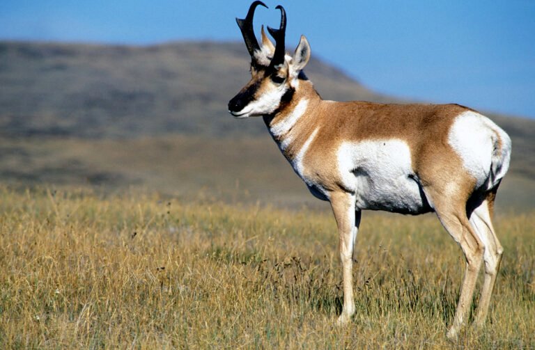Pronghorn buck standing in open grassland, viewed from the side