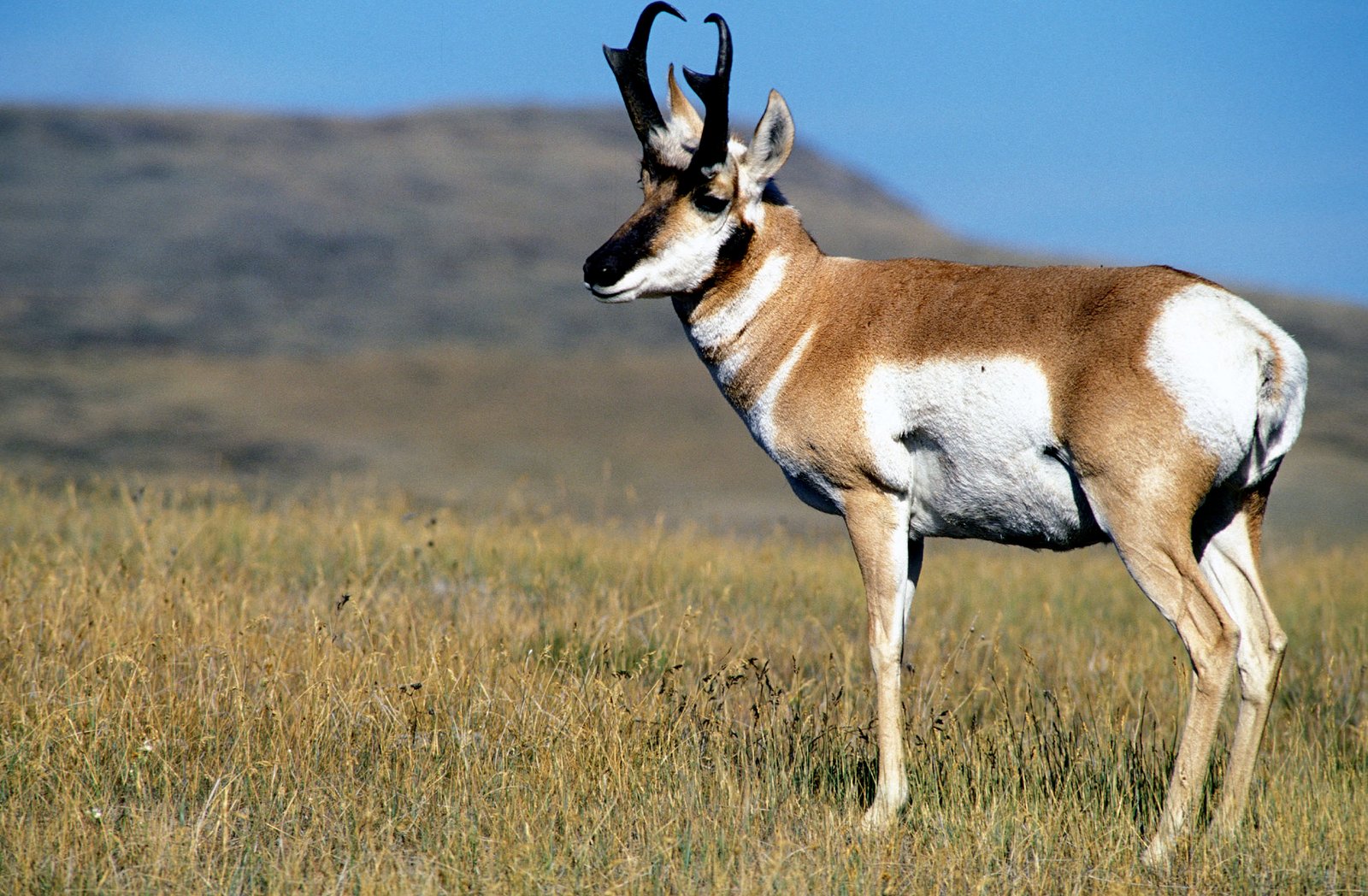 Pronghorn buck standing in open grassland, viewed from the side