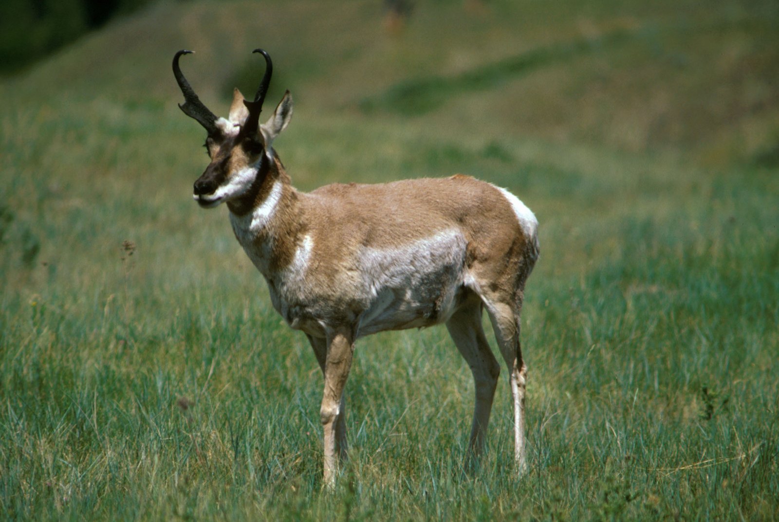 Pronghorn buck standing in green grass with its head turned toward the camera