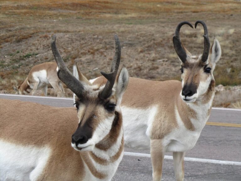 Two mature pronghorn bucks and another pronghorn in mixed-grass prairie at Wind Cave National Park, South Dakota
