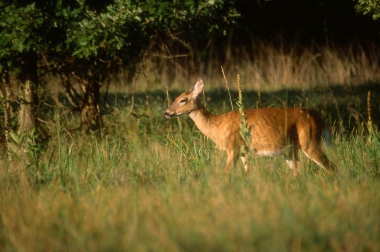 White-tailed deer standing at the edge of an agricultural field