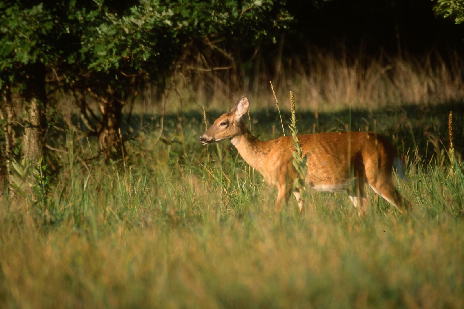 White-tailed deer standing at the edge of an agricultural field