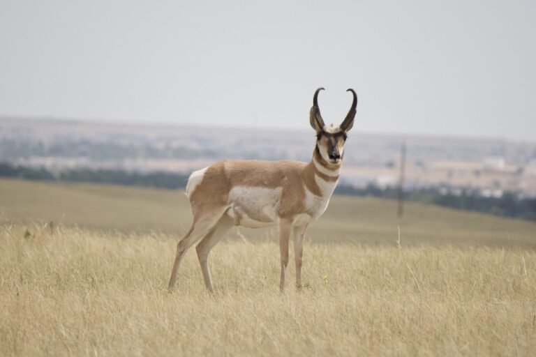 Mature pronghorn buck standing on a grassy prairie hillside at F.E. Warren Air Force Base.