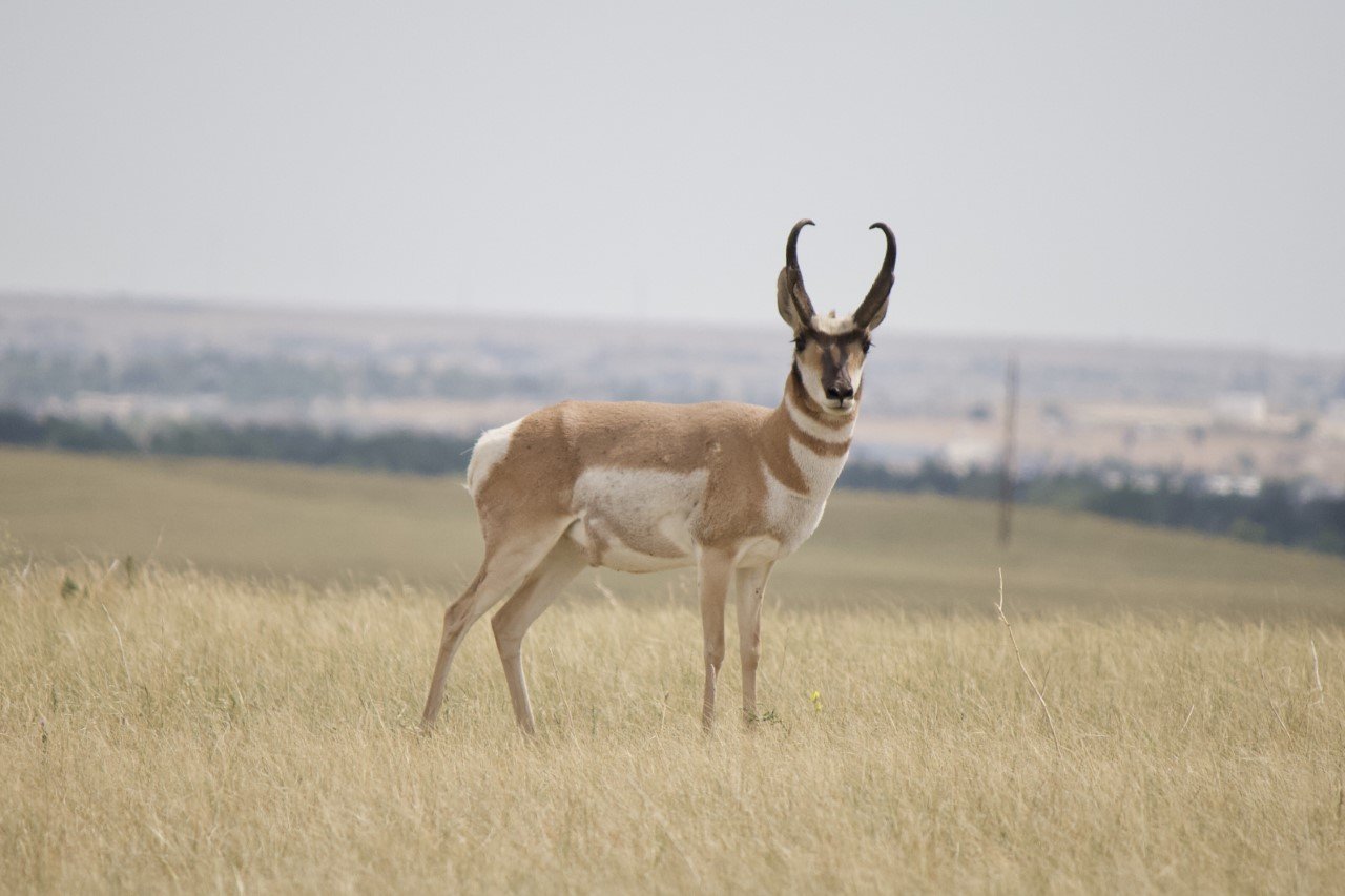 Mature pronghorn buck standing on a grassy prairie hillside at F.E. Warren Air Force Base.