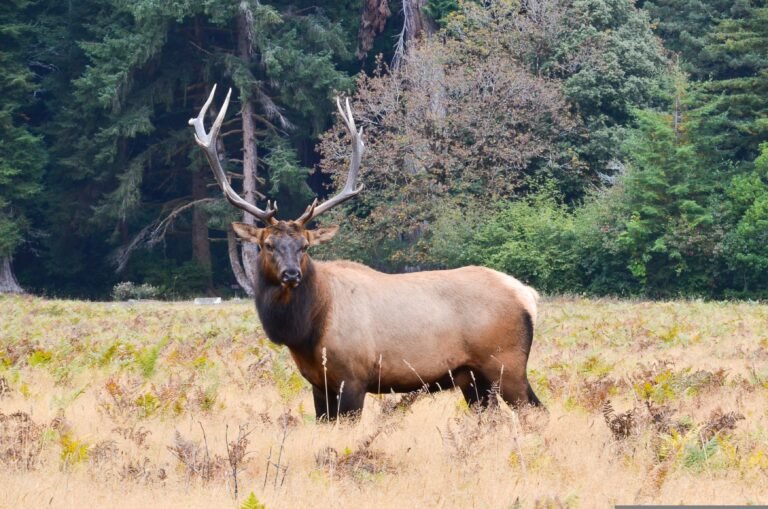 Bull elk standing in a meadow at the edge of a forest