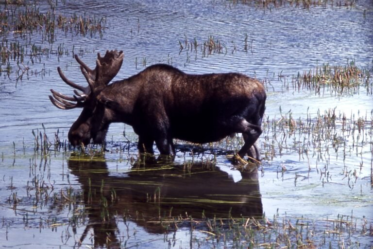 Moose standing in open willow country near a mountain forest