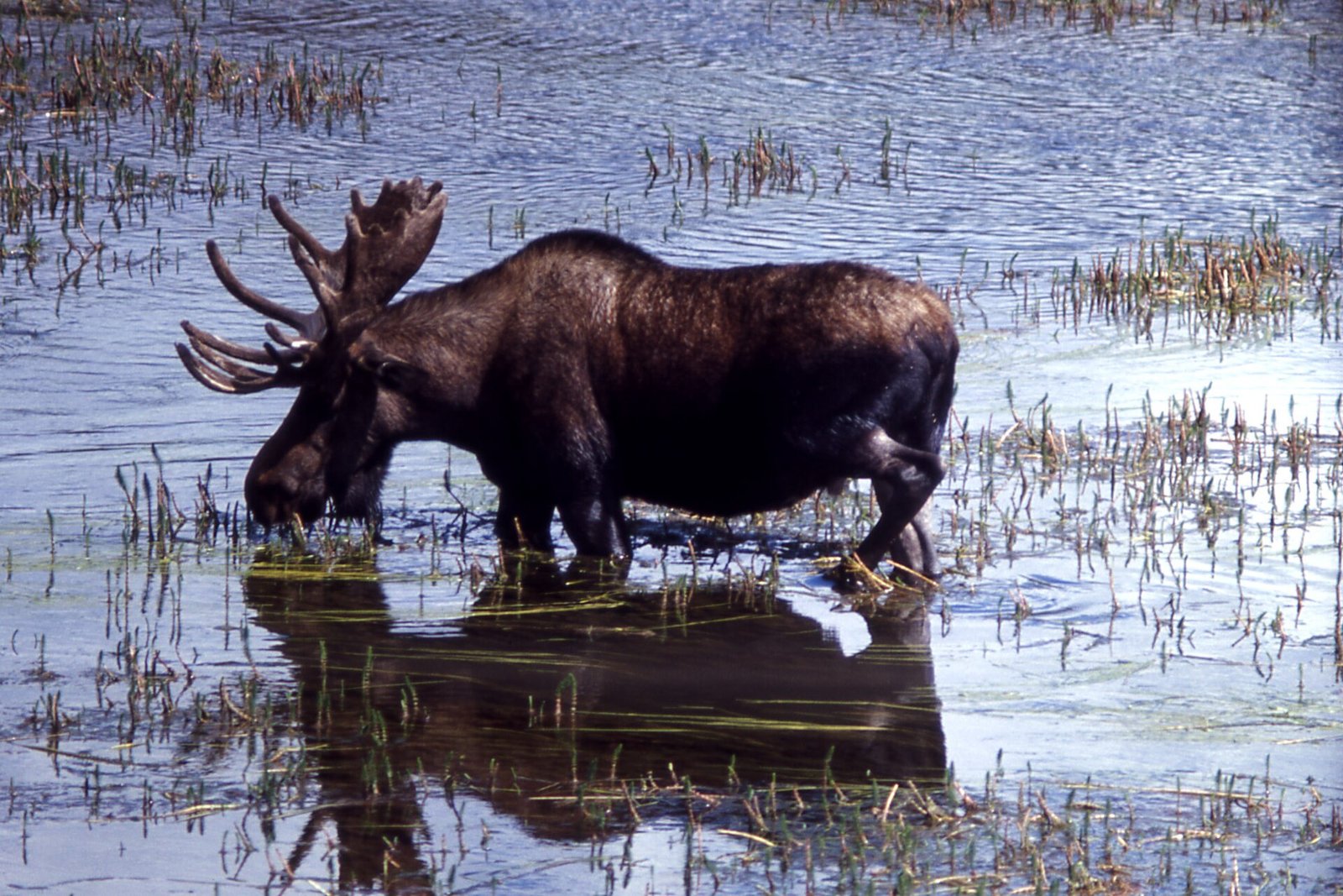 Moose standing in open willow country near a mountain forest