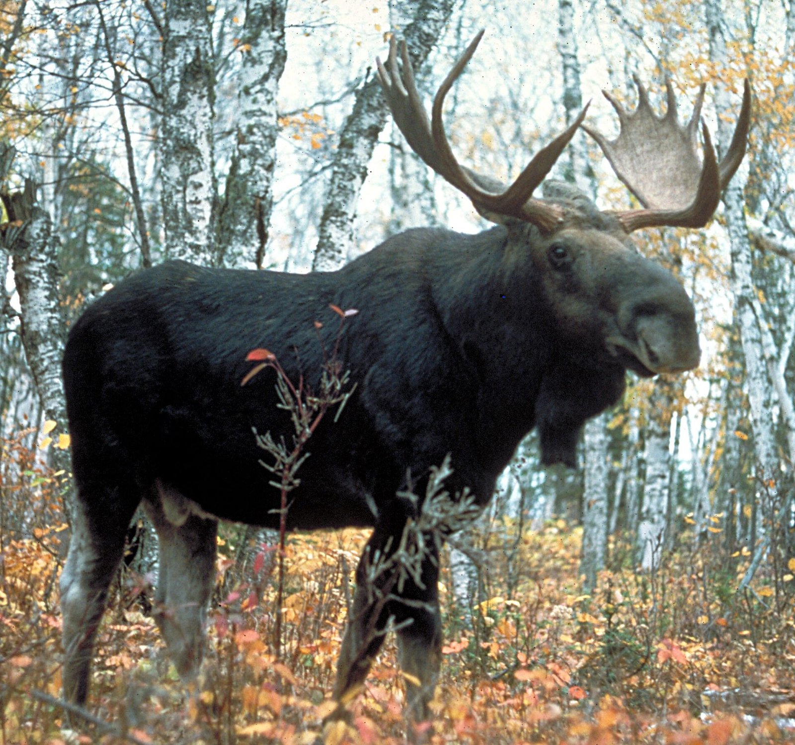 Moose standing among young trees in northern forest habitat