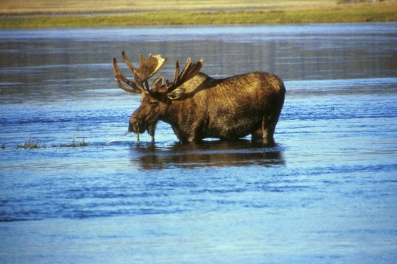 Bull moose feeding in a shallow northern lake