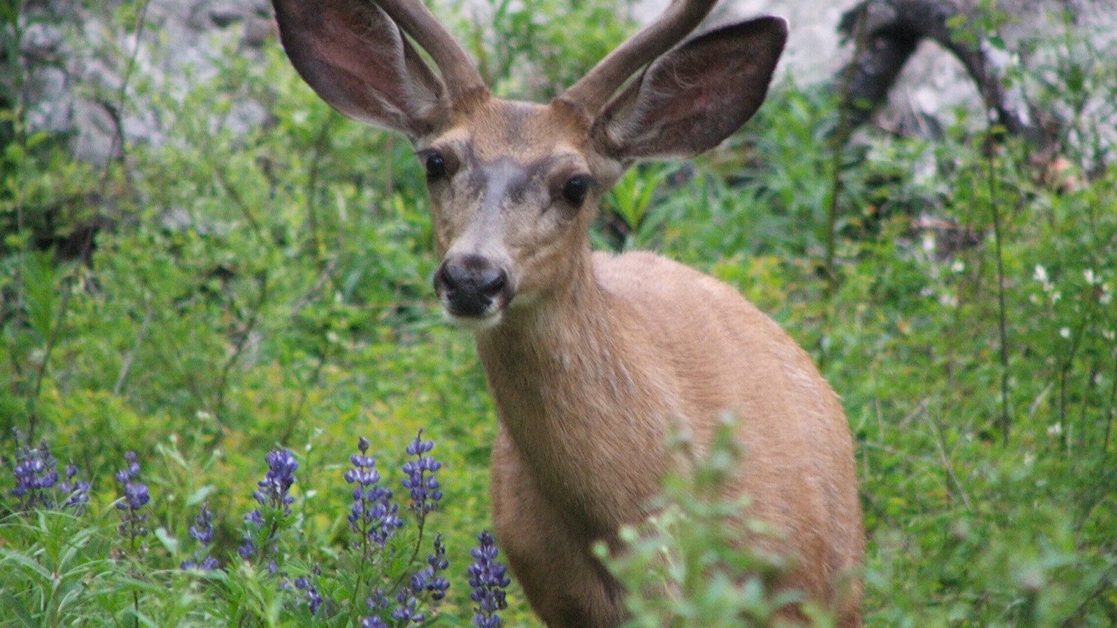 Young mule deer standing among lupines in North Cascades National Park, Washington.