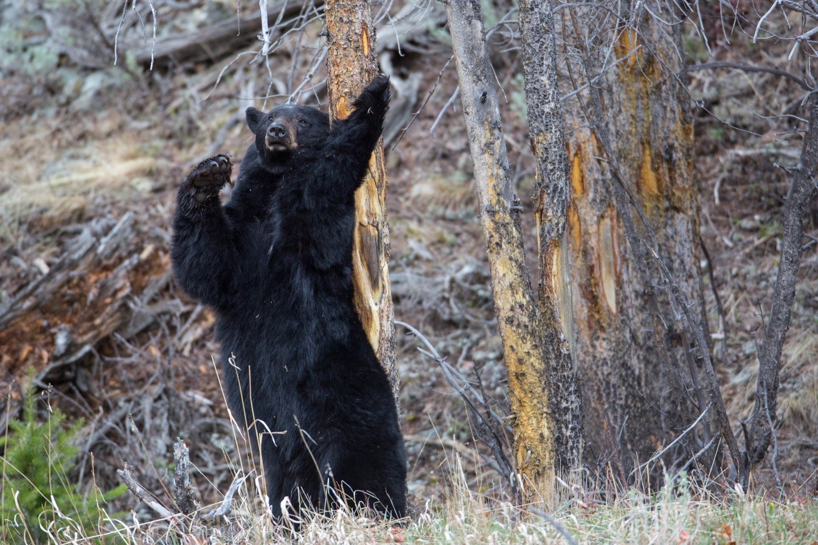 Black bear standing upright and rubbing its back against a forest tree
