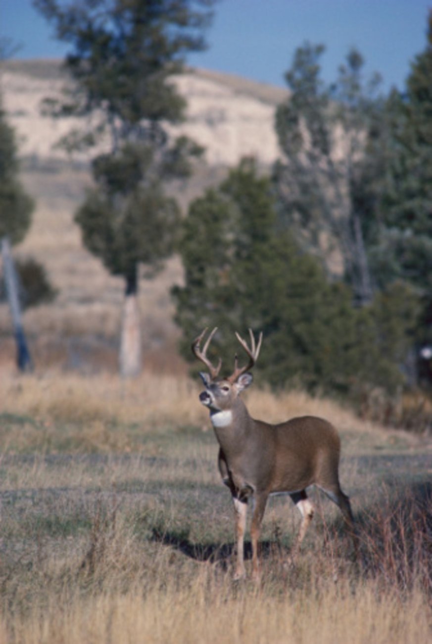 Mature white-tailed buck standing alert in open grassland