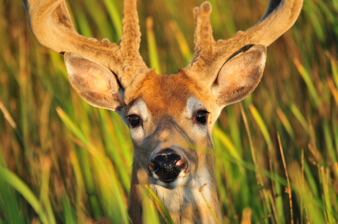 Young white-tailed buck with velvet antlers in warm marsh grass