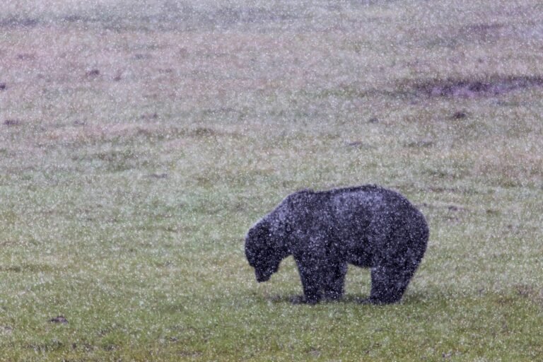 Black bear standing in grass during a late spring snowstorm