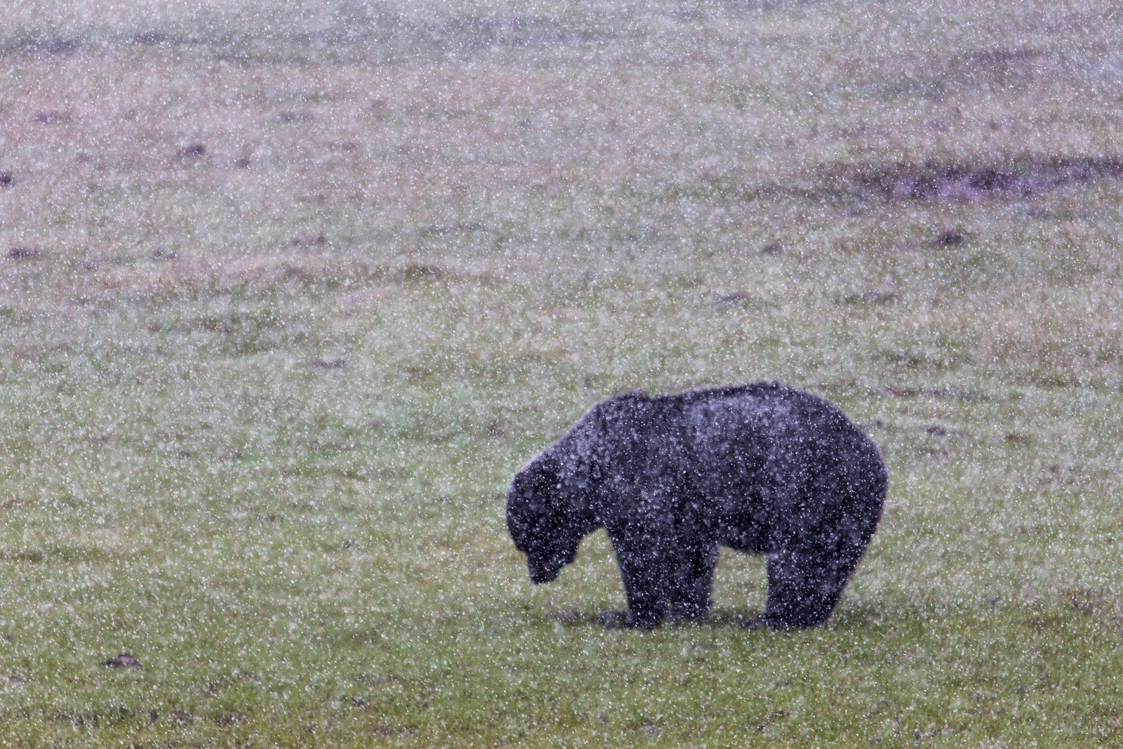 Black bear standing in grass during a late spring snowstorm