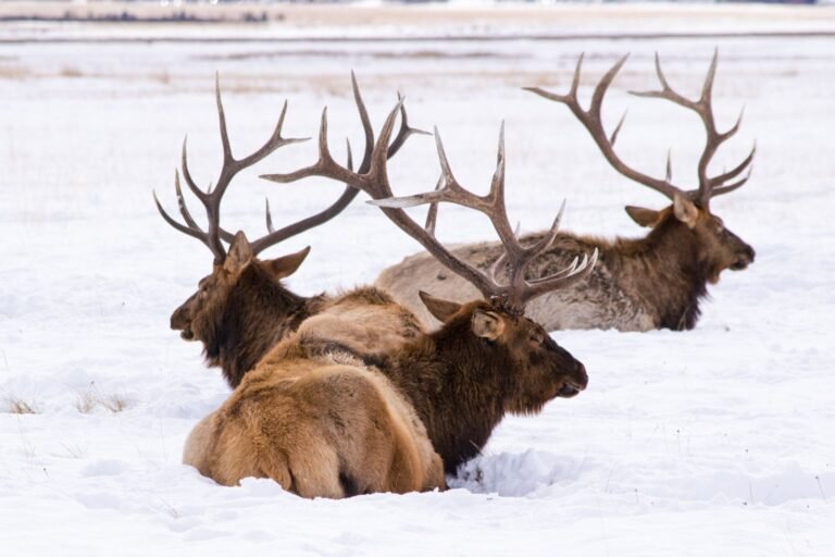 Three bull elk resting on snow-covered ground in Jackson, Wyoming.