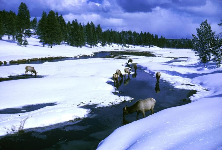 Elk standing in the Gibbon River in winter at Yellowstone National Park, Wyoming