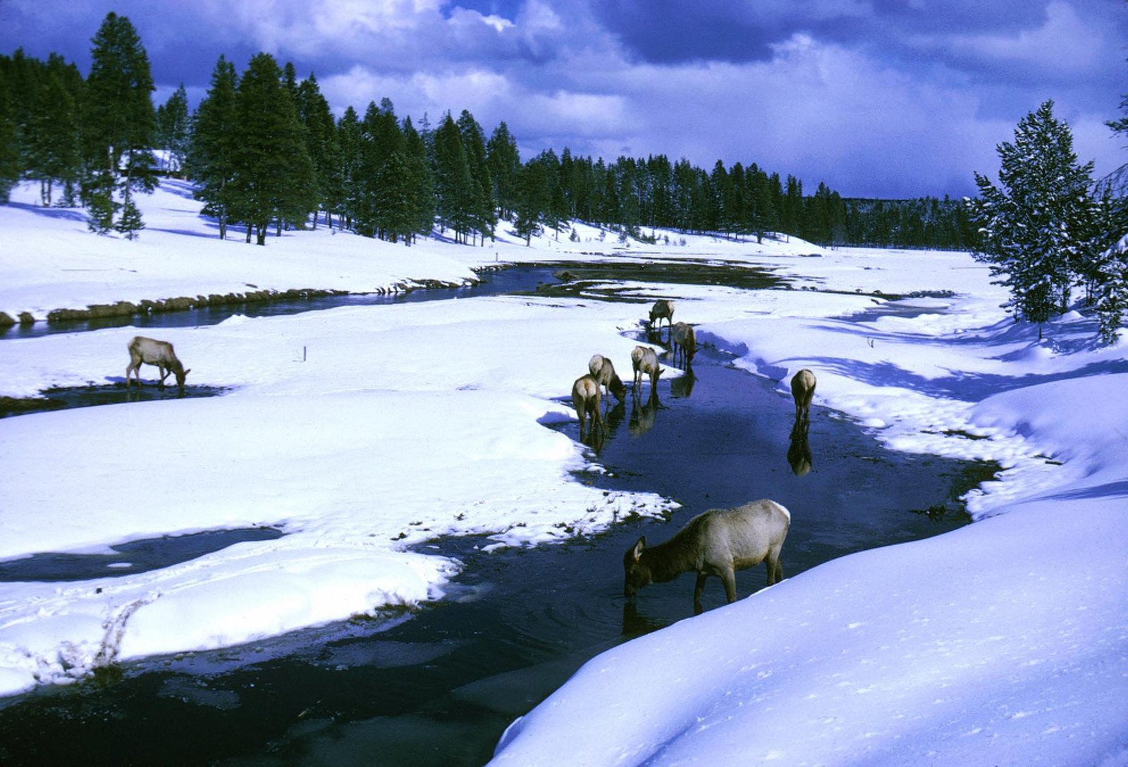 Elk standing in the Gibbon River in winter at Yellowstone National Park, Wyoming