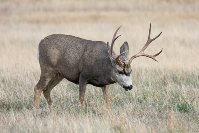 Mule deer buck with branched antlers walking through pale grass at National Elk Refuge, Wyoming.