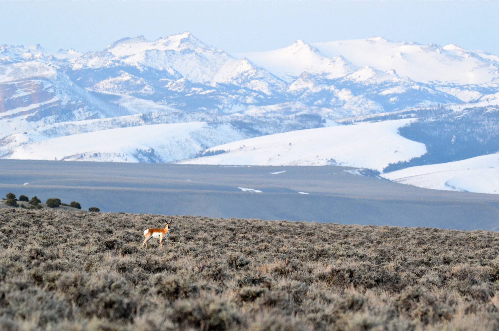 Pronghorn buck standing in Wyoming sagebrush with the snowy Wind River Range behind it