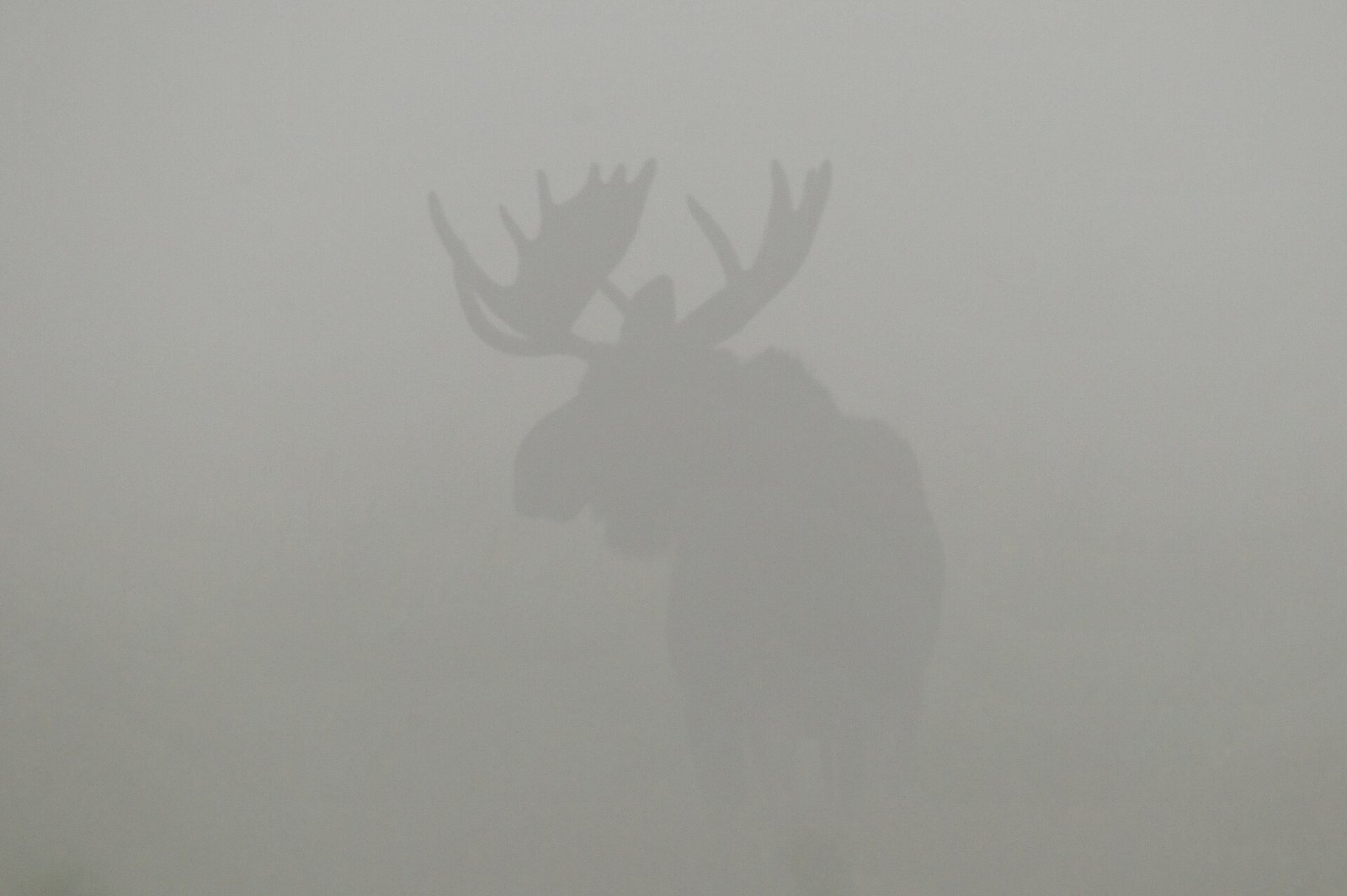 Shiras bull moose in mist at Seedskadee National Wildlife Refuge