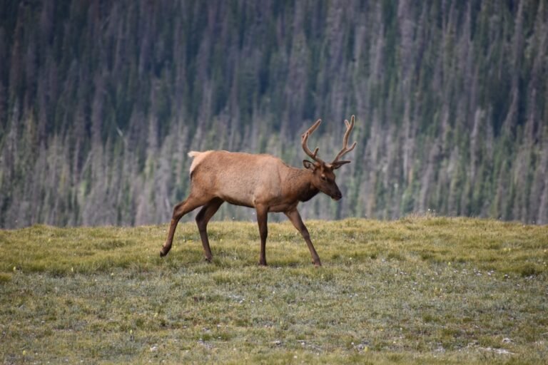 Bull elk in velvet walking through a Colorado Rocky Mountain meadow with conifer forest behind it.
